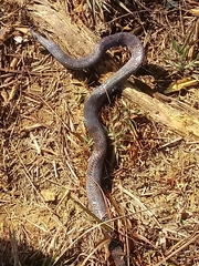 Atractus
