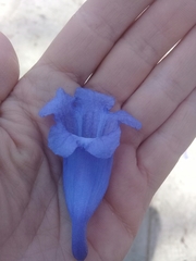 Jacaranda mimosifolia