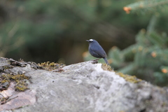 Brachypteryx cruralis