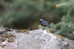 Brachypteryx cruralis