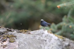 Brachypteryx cruralis