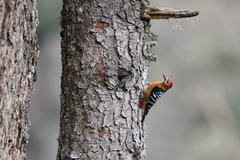 Dendrocopos hyperythrus