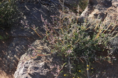 Aizoon sarcophyllum