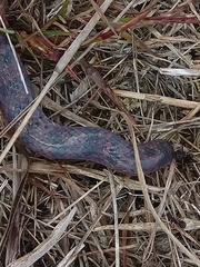 Atractus
