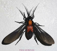 Saurita vindonissa