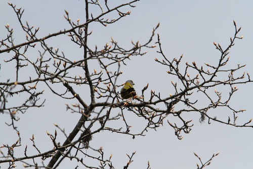 Collared Grosbeak (Mycerobas affinis), photo 8