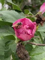 Apis mellifera