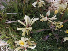 Trifolium polyphyllum