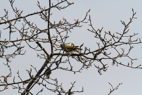 Collared Grosbeak (Mycerobas affinis), photo 9