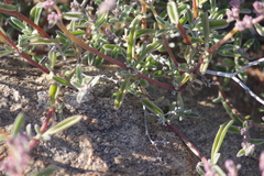 Aizoon sarcophyllum