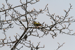 Mycerobas affinis
