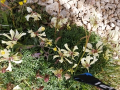 Trifolium polyphyllum