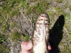 Green Wolffish photo 2