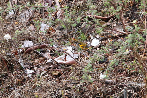 Golden Bush Robin (Tarsiger chrysaeus), photo 8