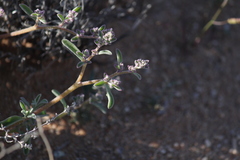 Aizoon sarcophyllum