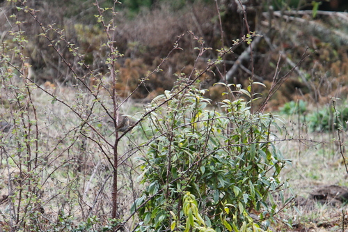 Rufous-breasted Accentor (Prunella strophiata), photo 10