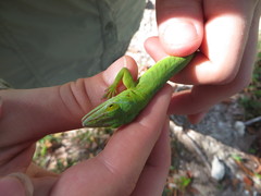 Anolis smaragdinus lerneri