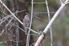 Carpodacus pulcherrimus
