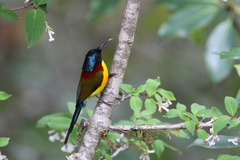 Aethopyga nipalensis