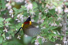 Aethopyga nipalensis