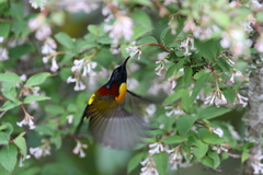 Aethopyga nipalensis