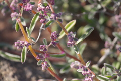 Aizoon sarcophyllum