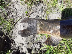 Green Wolffish photo 3