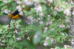 Aethopyga nipalensis