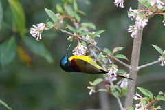 Aethopyga nipalensis