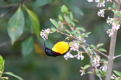 Aethopyga nipalensis