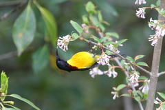 Aethopyga nipalensis