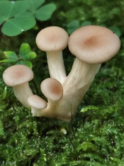 Pleurotus cornucopiae