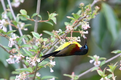 Aethopyga nipalensis