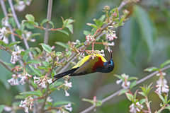 Aethopyga nipalensis