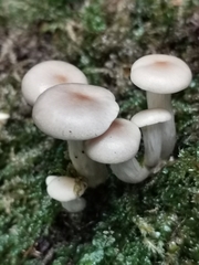 Pleurotus cornucopiae