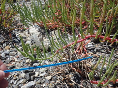 Arthroceras subterminale