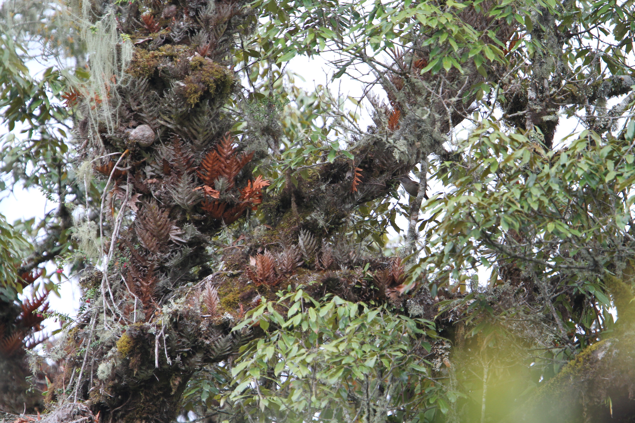 Streak-throated Barwing