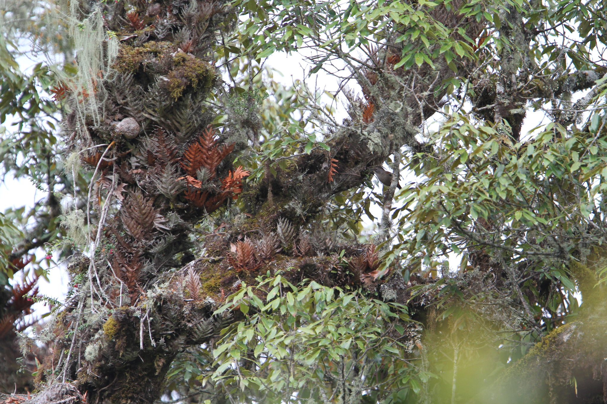 Streak-throated Barwing
