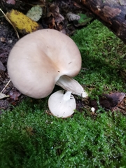 Pleurotus cornucopiae