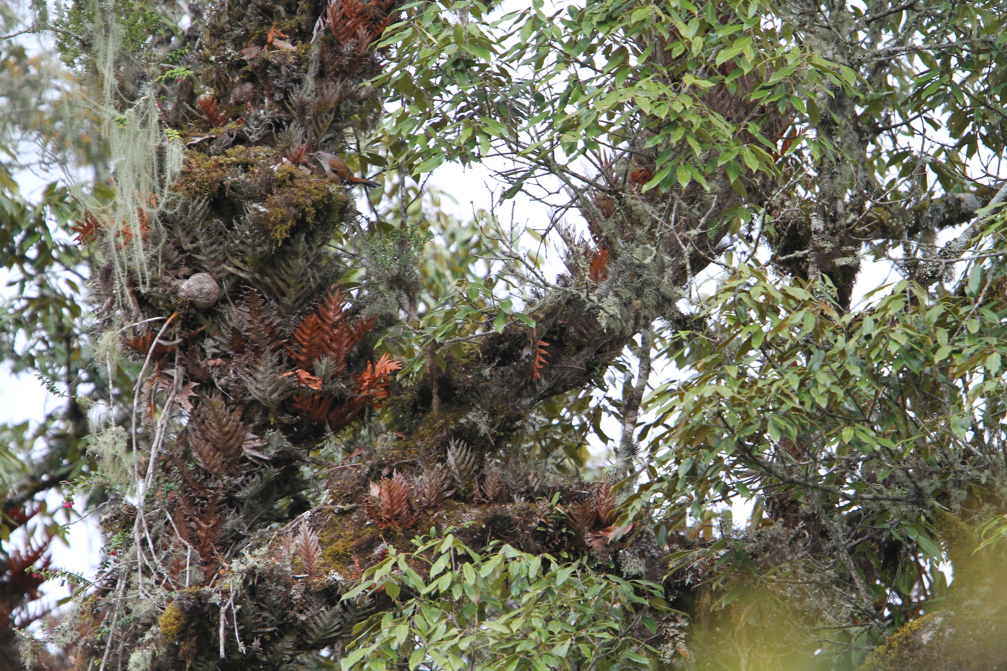 Streak-throated Barwing