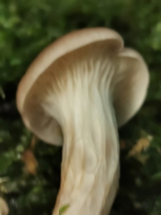 Pleurotus cornucopiae