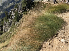 Festuca acuminata
