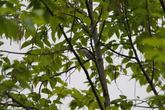 Pteruthius aeralatus validirostris