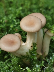 Pleurotus cornucopiae