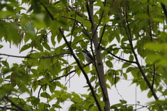 Pteruthius aeralatus validirostris