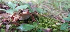 Lithobates sylvaticus image