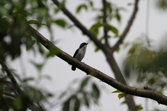 Pteruthius aeralatus validirostris