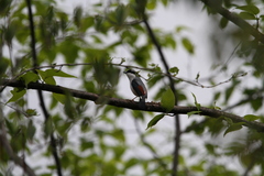 Pteruthius aeralatus validirostris