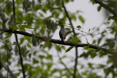 Pteruthius aeralatus validirostris