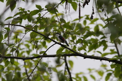 Pteruthius aeralatus validirostris